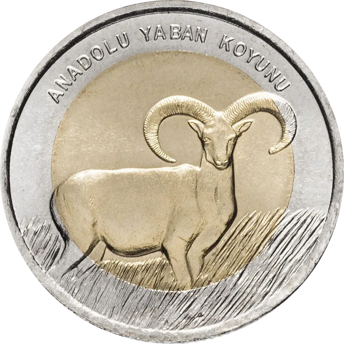 Anadolu Yaban Koyunu